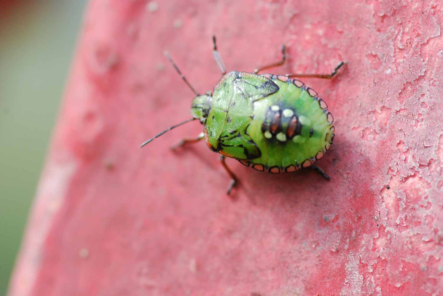 Pentatomidae: ninfa di Nezara viridula del Modenese